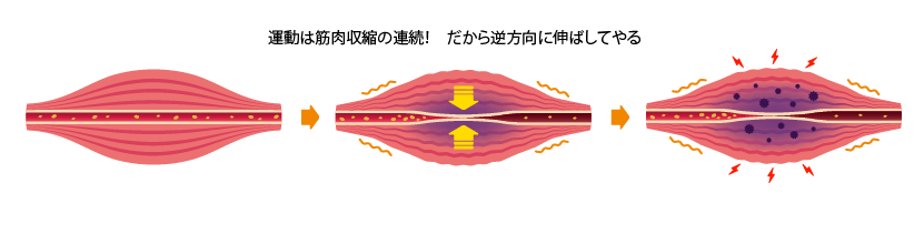筋肉収縮の仕組み図