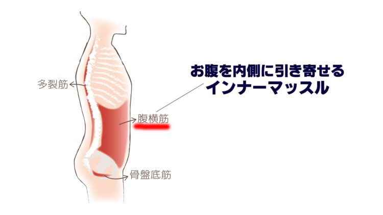 腹横筋の画像